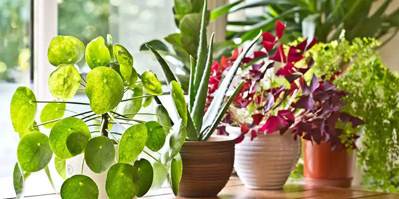 Best Vastu Plants For Home