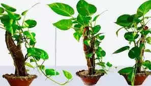 Best Vastu Plants For Home 