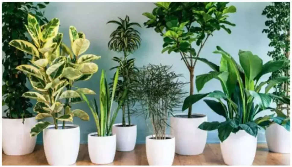 Plants: भूलकर भी न लगाए ये 4 पौधे, वरना घर में हो जाएगी सांपो की एंट्री 