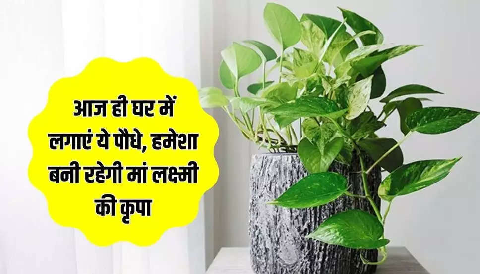 Lucky Plants for Home: आज ही घर में लगाएं ये पौधे, हमेशा बनी रहेगी मां लक्ष्मी की कृपा 