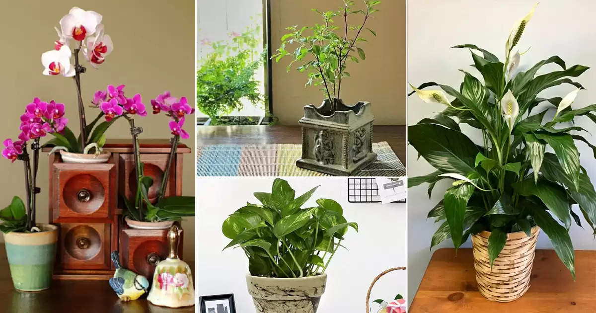 Best Vastu Plants For Home