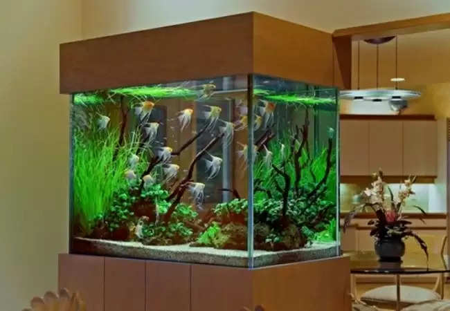 Fish Aquarium Vastu Tips For Home