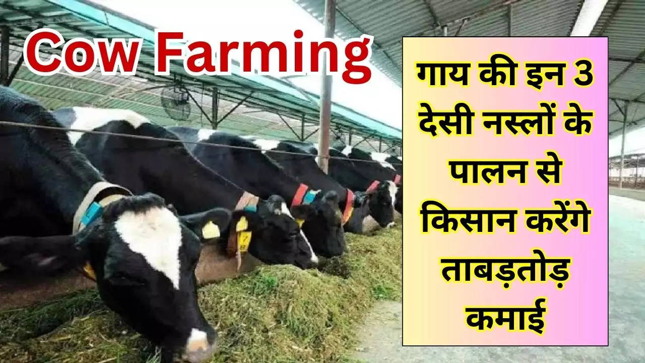 Cow Farming: किसान करें इन 3 देसी गाय की नस्लों का पालन, कुछ ही दिनों में बन जाएंगे करोड़पति