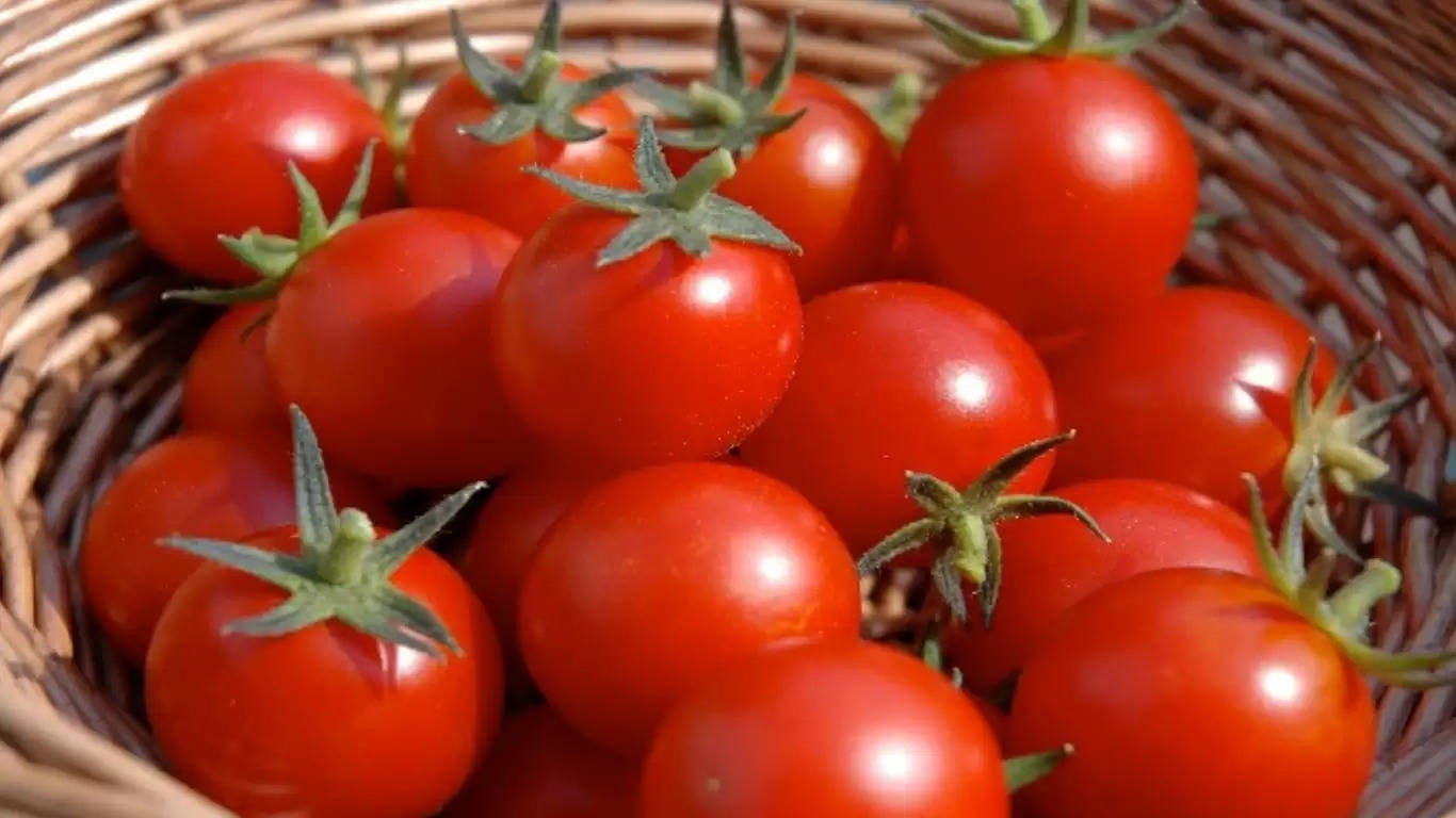 Tomato Price Rise 