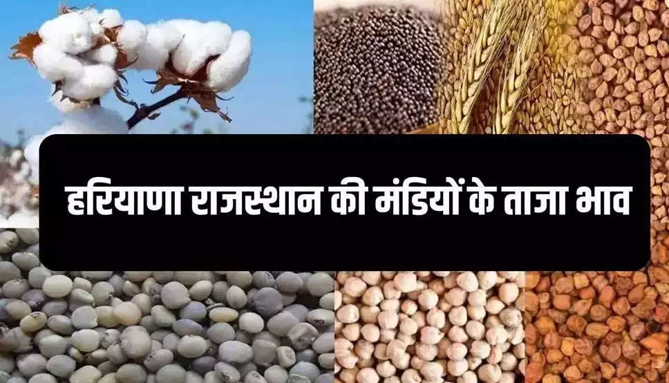 Mandi Bhav : हरियाणा राजस्थान सहित विभिन्न प्रदेशों की मंडियों में इस हिसाब से बिक रही है फसल, देखें सभी फसलों के रेट