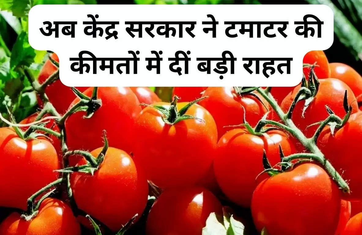 Today Tomato Price  